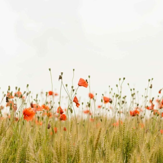 henry-be-99471-unsplash henry-be-99471-unsplash